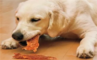 狗狗为什么吃鸭肉呢
