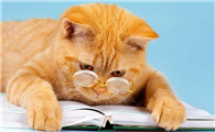 猫咪为什么不肯趴在腿上呢