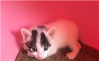 猫咪为什么爱啃胶带窝呢