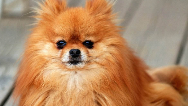 博美犬好养吗?应该如何训练 博美犬好养吗?应该如何训练