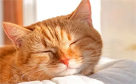 猫咪为什么活不长久的原因