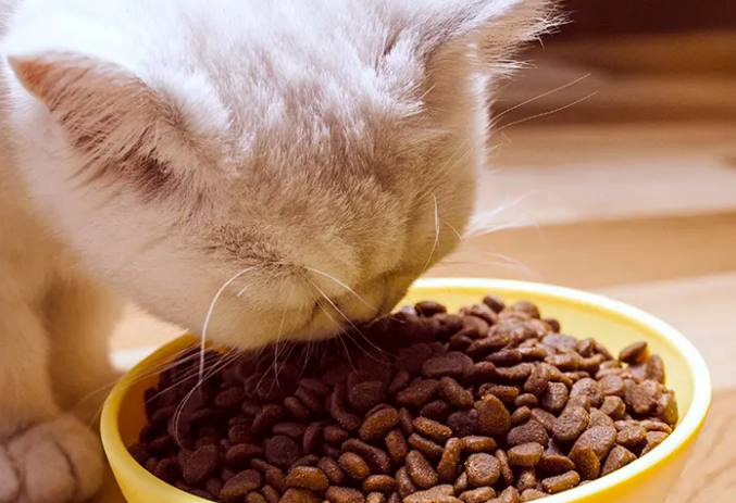 宠美多猫粮好不好?想知道的来get下吧 宠美多猫粮好不好?想知道的来get下吧
