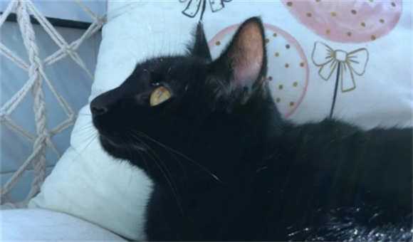 玄猫：什么是玄猫，玄猫和黑猫有什么区别-宠物网