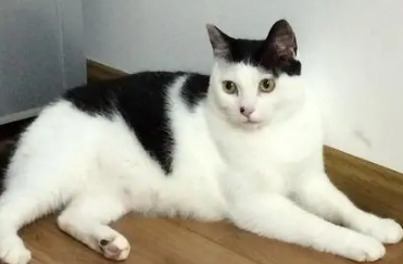 奶牛猫的智商相当于几岁 奶牛猫的智商相当于几岁