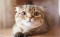 猫最近老是害怕是怎么回事