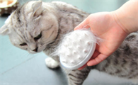 猫咪为什么会毛发干枯脱毛啊