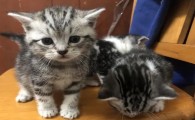 猫没有猫癣却一直挠脖子怎么回事啊