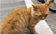 猫丢了是缘分尽了？