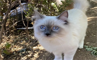 猫咪为什么要进行涂色呢