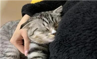 猫怎么样是想让你抱它啊