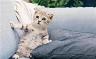 猫咪为什么不会进屋呢