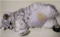 猫传腹的症状有哪些呢