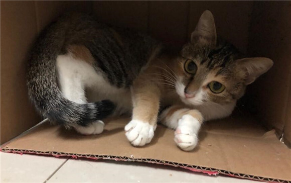 三花猫进家门预示着什么 三花猫进家门预示着什么
