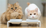 猫咪为什么能陪伴主人呢