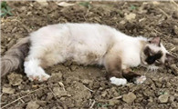 为什么猫往土里尿呢