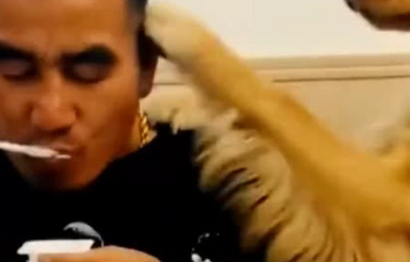 金毛叼个盆问主人要酸奶喝,当看到不给,下一秒男子一声惨叫! 金毛叼个盆问主人要酸奶喝,当看到不给,下一秒男子一声惨叫!