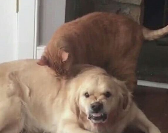 金毛趴地上休息，猫咪却跑上来打闹，随后金毛的表情让人汗毛直立