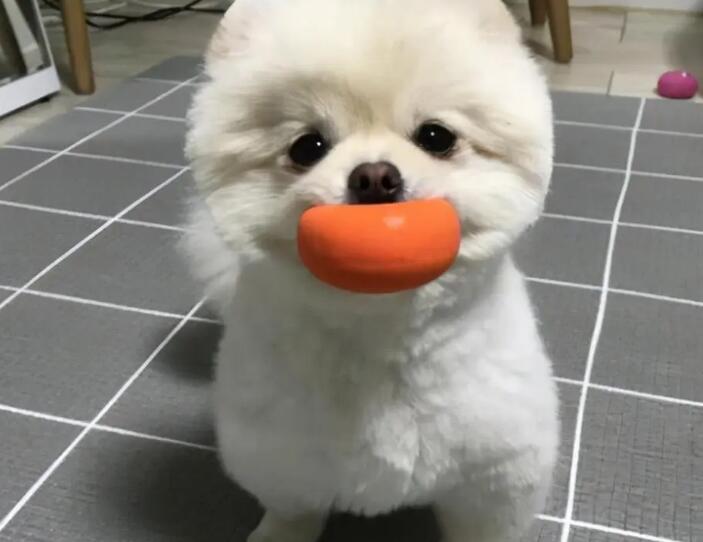 博美宠物营养补充剂有副作用吗