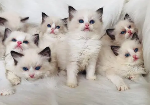 布偶猫配家猫会怎么样啊 布偶猫配家猫会怎么样啊
