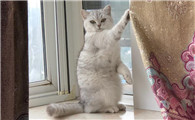 猫咪为啥欢舔纱窗帘啊