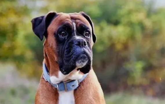 拳狮犬怎么养护？
