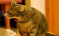 猫按哪个部位可以催吐出来