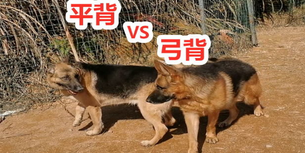 平背德牧和弓背德牧价格哪个贵