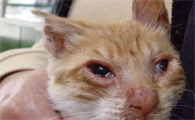 猫咪为什么也会哭呢怎么回事