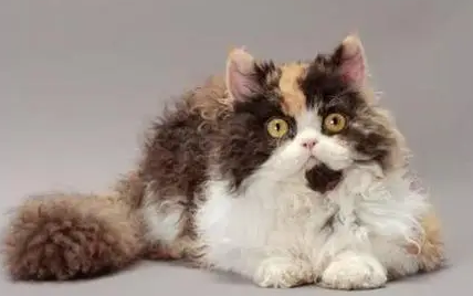 塞尔凯克猫怎么繁育出来的