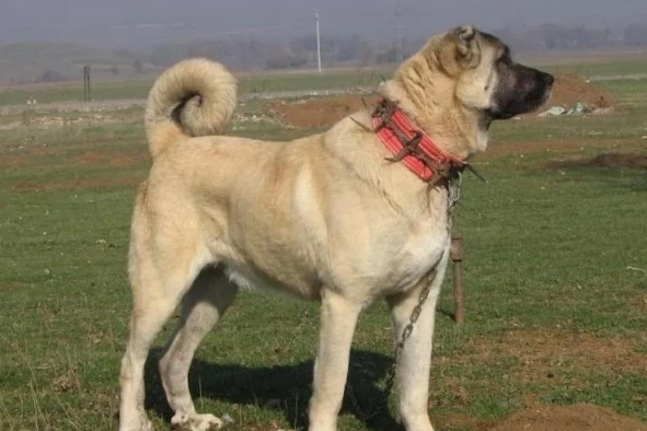 坎高犬vs杜高犬
