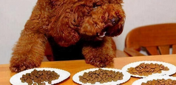 如何挑选贵妇犬狗粮啊
