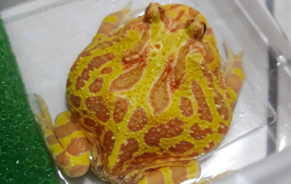 教你新手如何饲养角蛙,不知道的进来看看吧 教你新手如何饲养角蛙,不知道的进来看看吧