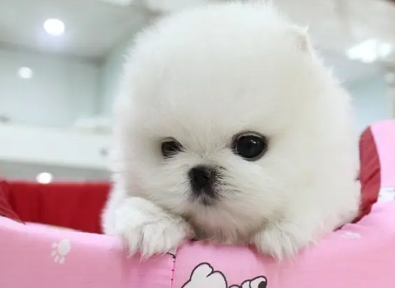 为什么不能养茶杯犬狗狗的原因 为什么不能养茶杯犬狗狗的原因