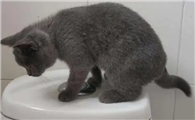 猫咪为什么这么爱跑厕所呢