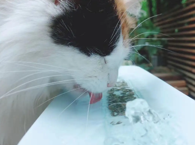 猫卜力猫咪陶瓷饮水机怎么样?爱猫人士的福音 猫卜力猫咪陶瓷饮水机怎么样?爱猫人士的福音
