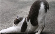 猫咪为什么撅屁股睡觉呢
