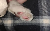 猫咪爪子干裂是什么原因