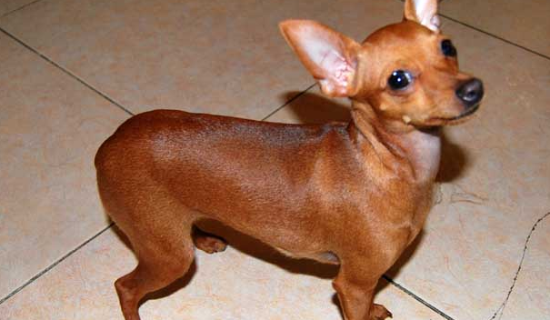 不建议饲养小鹿犬的原因