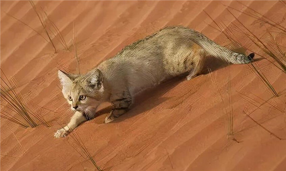 沙漠猫是什么 沙漠猫是什么