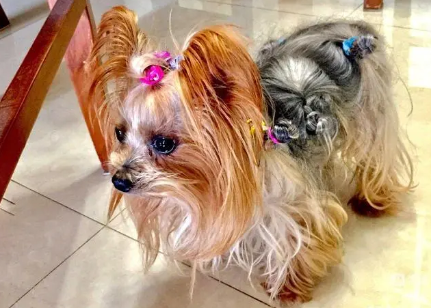 约克夏犬优缺点有哪些