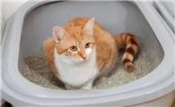 猫咪为什么老跑厕所