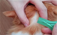 为什么要给猫咪做体外驱虫呢