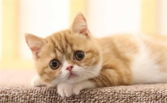 橘猫为什么爱欺负猫咪呢
