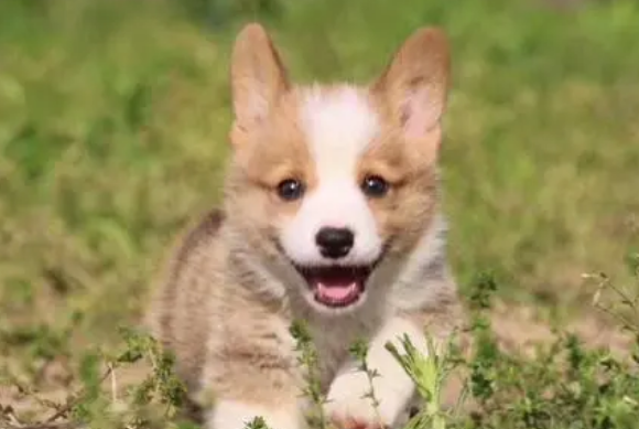 柯基犬小时候是什么颜色呢