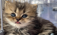 猫咪为什么喜欢绿叶子的原因