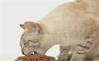 猫咪为什么夏天吃的很少呢