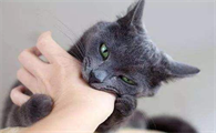 猫咪为什么会叫不停的咬人呢