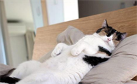 猫咪为什么拉尿枕头上啊