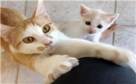 猫为什么用爪子扒拉呢