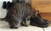 猫咪为什么喜欢咬坏鞋子呢